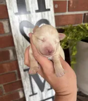 Wheaton Boy , a male Miniature Schnauzer for sale in Hillsville, VA – 1 of 3