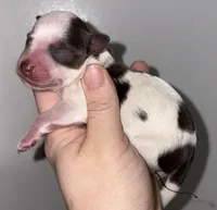 Chocolate Parti Boy , a male Miniature Schnauzer for sale in Hillsville, VA – Photo 2 of 5