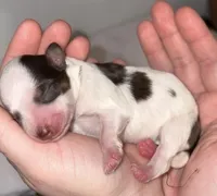 Chocolate Parti Boy , a male Miniature Schnauzer for sale in Hillsville, VA – Photo 3 of 5