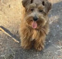 Chocolate Parti Boy, a male Miniature Schnauzer for sale in Hillsville, VA – Photo 2 of 3