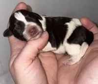 Chocolate Parti Boy, a male Miniature Schnauzer for sale in Hillsville, VA – Photo 1 of 3
