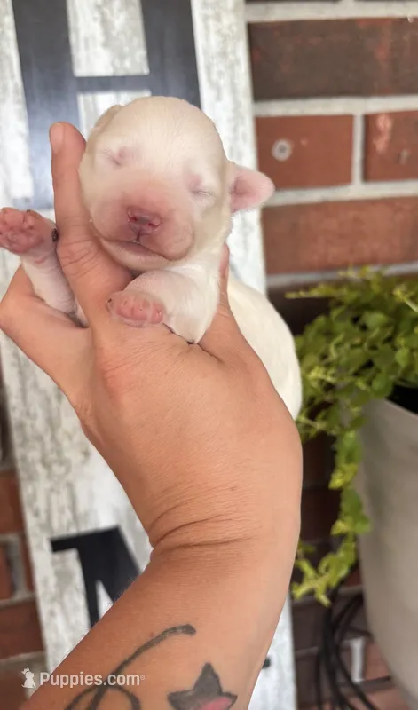 White Girl 1  – Miniature Schnauzer puppy for sale in Hillsville, VA