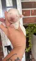 White Girl 1 , a female Miniature Schnauzer for sale in Hillsville, VA – 1 of 4