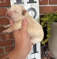 Wheaton Boy , a male Miniature Schnauzer for sale in Hillsville, VA – 2 of 3