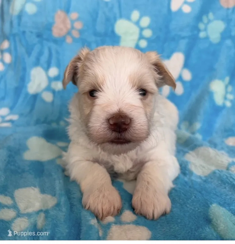 White boy – Miniature Schnauzer puppy for sale in Hillsville, VA