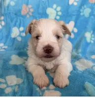 White boy, a male Miniature Schnauzer for sale in Hillsville, VA – 1 of 9