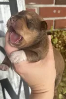 Sable boy- AKC, a male Miniature Schnauzer for sale in Hillsville, VA – 2 of 2