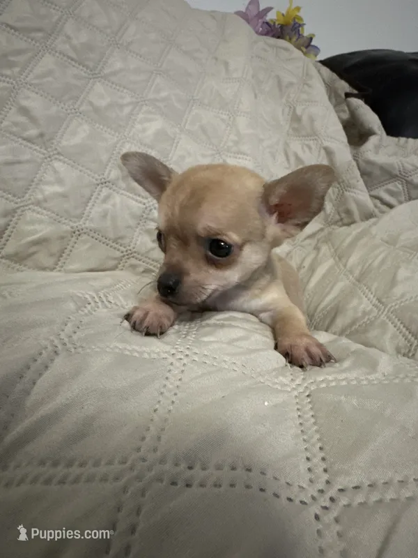 Gypsy boy 2 – Chihuahua puppy for sale in Louisa, VA