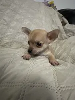 Gypsy boy 2, a male Chihuahua for sale in Louisa, VA – 1 of 4
