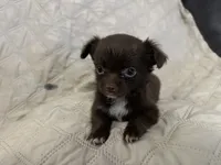 Ivy girl 3, a female Chihuahua for sale in Louisa, VA – 6 of 10