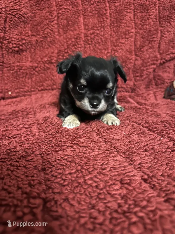 River girl 1 – Chihuahua puppy for sale in Louisa, VA