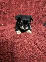 River girl 1, a female Chihuahua for sale in Louisa, VA – Photo 4 of 7