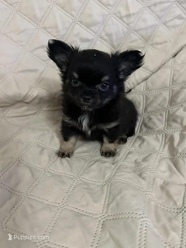 River girl 1 – Chihuahua puppy for sale in Louisa, VA