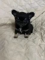 River girl 1, a female Chihuahua for sale in Louisa, VA – Photo 1 of 7