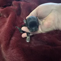 River girl 1, a female Chihuahua for sale in Louisa, VA – Photo 3 of 3