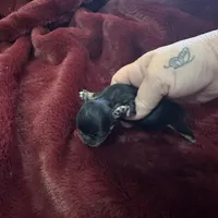 River girl 1, a female Chihuahua for sale in Louisa, VA – Photo 2 of 3