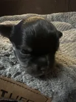 River girl 1, a female Chihuahua for sale in Louisa, VA – Photo 1 of 5