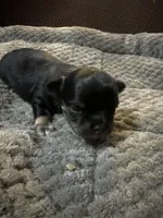 River girl 1, a female Chihuahua for sale in Louisa, VA – Photo 2 of 5