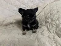 River girl 1, a female Chihuahua for sale in Louisa, VA – Photo 3 of 7