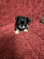 River girl 1, a female Chihuahua for sale in Louisa, VA – Photo 5 of 7