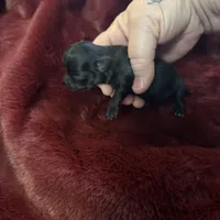 River girl 3, a female Chihuahua for sale in Louisa, VA – Photo 2 of 3