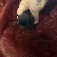 River girl 3, a female Chihuahua for sale in Louisa, VA – Photo 1 of 3