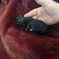 River girl 3, a female Chihuahua for sale in Louisa, VA – Photo 3 of 3