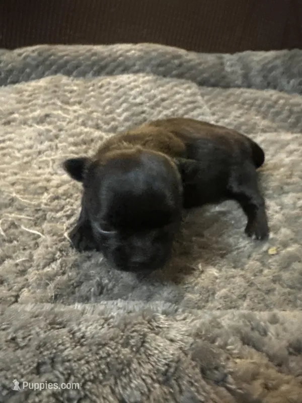 River girl 3 – Chihuahua puppy for sale in Louisa, VA