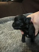 River girl 3, a female Chihuahua for sale in Louisa, VA – Photo 2 of 5