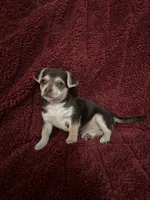 Tequila boy 1, a male Chihuahua for sale in Louisa, VA – Photo 4 of 10