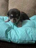 Tequila boy 1, a male Chihuahua for sale in Louisa, VA – Photo 4 of 4