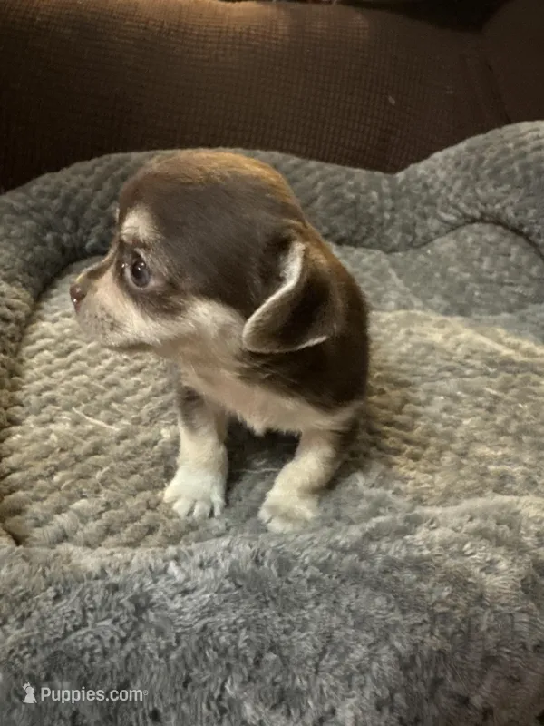 Tequila boy 1 – Chihuahua puppy for sale in Louisa, VA