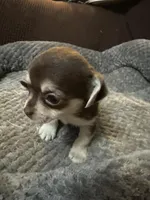 Tequila boy 1, a male Chihuahua for sale in Louisa, VA – Photo 2 of 5