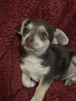 Tequila boy 1, a male Chihuahua for sale in Louisa, VA – Photo 5 of 10