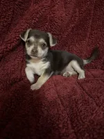 Tequila boy 1, a male Chihuahua for sale in Louisa, VA – Photo 2 of 10