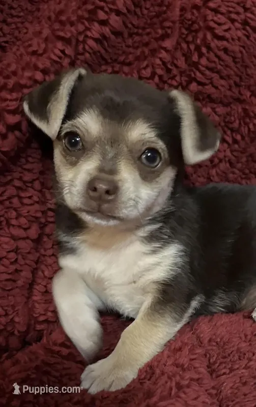 Tequila boy 1, a male Chihuahua for sale in Louisa, VA – Photo 1 of 10