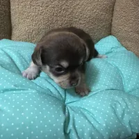 Tequila boy 1, a male Chihuahua for sale in Louisa, VA – Photo 4 of 5