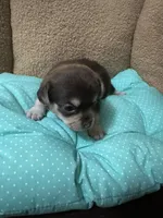 Tequila boy 1, a male Chihuahua for sale in Louisa, VA – Photo 2 of 4