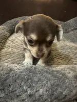 Tequila boy 1, a male Chihuahua for sale in Louisa, VA – Photo 3 of 5