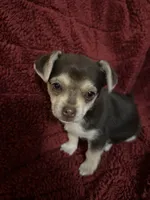 Tequila boy 1, a male Chihuahua for sale in Louisa, VA – Photo 3 of 10