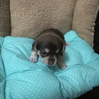Tequila boy 1, a male Chihuahua for sale in Louisa, VA – Photo 5 of 5