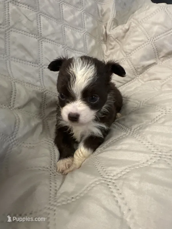 Ivy boy 1 – Chihuahua puppy for sale in Louisa, VA