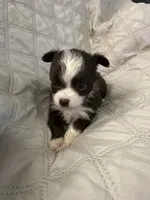 Ivy boy 1, a female Chihuahua for sale in Louisa, VA – 5 of 10