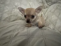 Gypsy boy 2, a male Chihuahua for sale in Louisa, VA – 4 of 4
