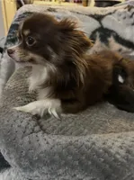 Freya boy 2, a male Chihuahua for sale in Louisa, VA – Photo 3 of 3