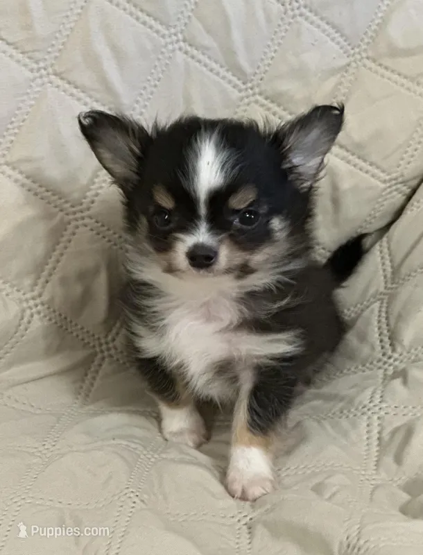 Freya boy 2 – Chihuahua puppy for sale in Louisa, VA
