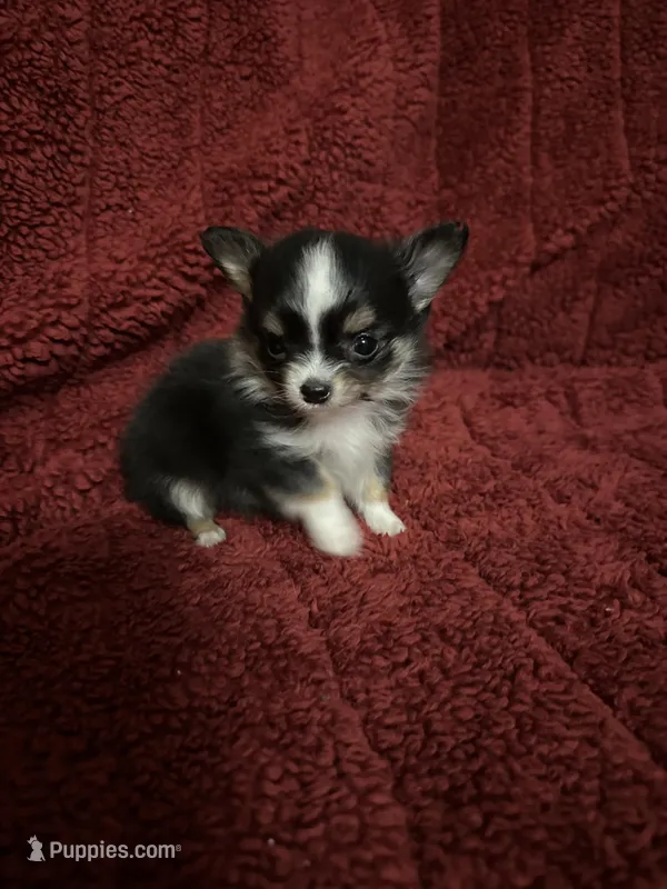 Freya boy 2 – Chihuahua puppy for sale in Louisa, VA