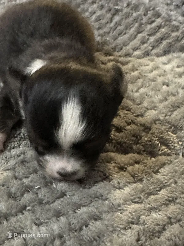 Freya boy 2, a male Chihuahua for sale in Louisa, VA – Photo 1 of 3