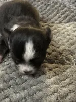 Freya boy 2, a male Chihuahua for sale in Louisa, VA – Photo 1 of 3