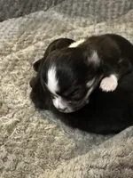 Freya boy 2, a male Chihuahua for sale in Louisa, VA – Photo 2 of 3